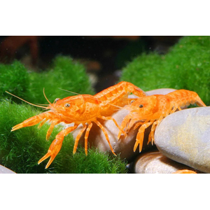 РАК МЕКСИКАНСКИЙ КАРЛИКОВЫЙ ОРАНЖЕВЫЙ