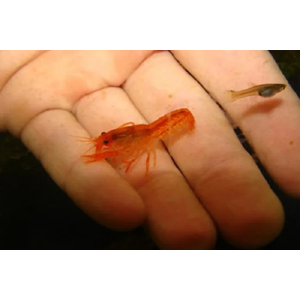 РАК МЕКСИКАНСКИЙ КАРЛИКОВЫЙ ОРАНЖЕВЫЙ