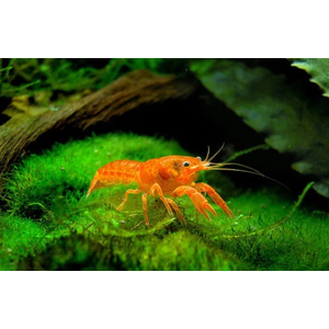 РАК МЕКСИКАНСКИЙ КАРЛИКОВЫЙ ОРАНЖЕВЫЙ