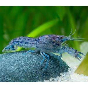 РАК МЕКСИКАНСКИЙ КАРЛИКОВЫЙ СЕРЫЙ/ГОЛУБОЙ 2-3см