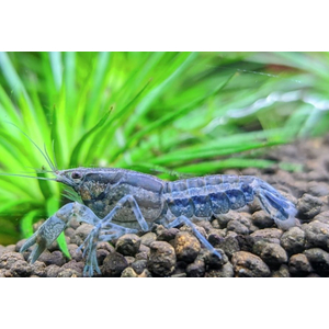 РАК МЕКСИКАНСКИЙ КАРЛИКОВЫЙ СЕРЫЙ/ГОЛУБОЙ 2-3см