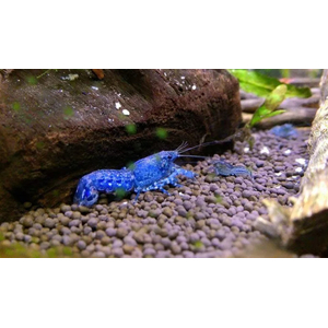 РАК МЕКСИКАНСКИЙ КАРЛИКОВЫЙ СЕРЫЙ/ГОЛУБОЙ 2-3см