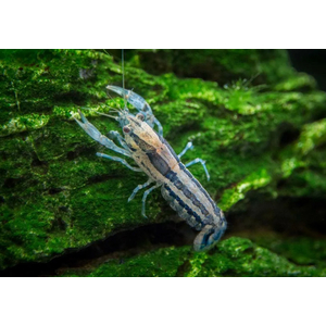 РАК МЕКСИКАНСКИЙ КАРЛИКОВЫЙ СЕРЫЙ/ГОЛУБОЙ 2-3см