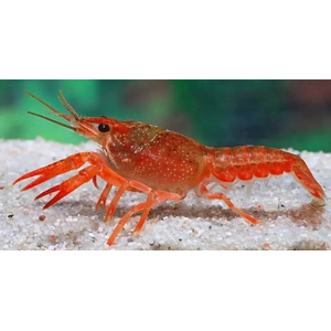 РАК ФЛОРИДСКИЙ КРАСНЫЙ 7см - Procambarus clarkii