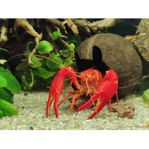 РАК ФЛОРИДСКИЙ КРАСНЫЙ 7см - Procambarus clarkii