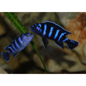 ПСЕВДОТРОФЕУС ДЕМАСОНИ - Pseudotropheus demasoni