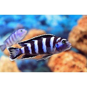 ПСЕВДОТРОФЕУС ДЕМАСОНИ - Pseudotropheus demasoni