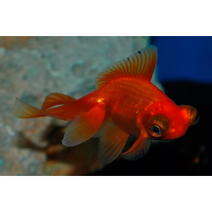 ТЕЛЕСКОП КРАСНЫЙ