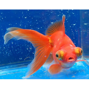 ТЕЛЕСКОП КРАСНЫЙ