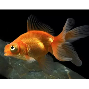 ТЕЛЕСКОП КРАСНЫЙ