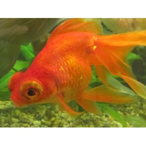 ТЕЛЕСКОП КРАСНЫЙ