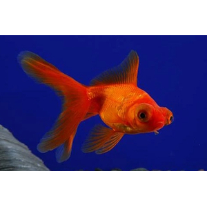 ТЕЛЕСКОП КРАСНЫЙ