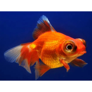 ТЕЛЕСКОП КРАСНЫЙ