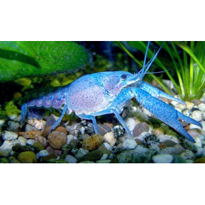 РАК КУБИНСКИЙ ГОЛУБОЙ