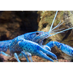 РАК КУБИНСКИЙ ГОЛУБОЙ