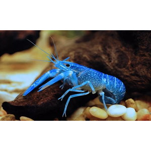 РАК КУБИНСКИЙ ГОЛУБОЙ