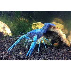 РАК КУБИНСКИЙ ГОЛУБОЙ