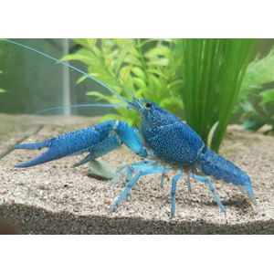 РАК КУБИНСКИЙ ГОЛУБОЙ