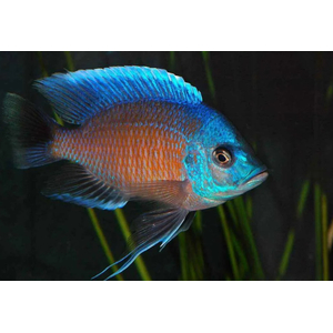 КАДАНГОКАДАНГО