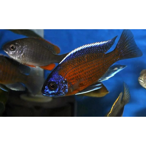 КОПАДИХРОМИС КАДАНГО - Copadichromis borleyi Kadango