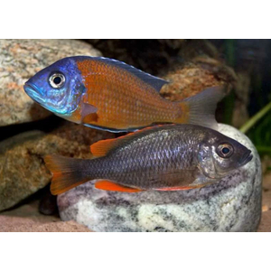 КОПАДИХРОМИС КАДАНГО - Copadichromis borleyi Kadango