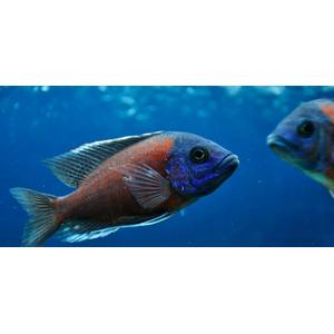 КОПАДИХРОМИС КАДАНГО - Copadichromis borleyi Kadango