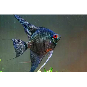 СКАЛЯРИЯ ЗЕЛЕНЫЙ АНГЕЛ - Pterophyllum 3-5см