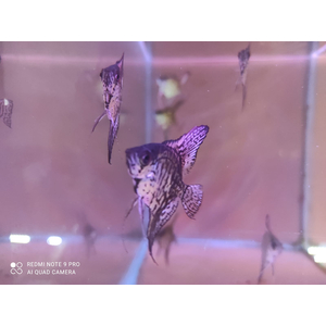 СКАЛЯРИЯ ЗЕЛЕНЫЙ АНГЕЛ - Pterophyllum 3-5см