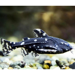 СОМ АГАМИКС ЗВЕЗДЧАТЫЙ - Agamyxis albomaculatus