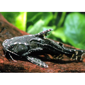 СОМ АГАМИКС ЗВЕЗДЧАТЫЙ - Agamyxis albomaculatus