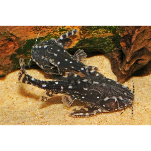 СОМ АГАМИКС ЗВЕЗДЧАТЫЙ - Agamyxis albomaculatus