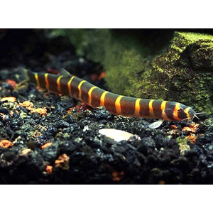 Акантофтальмус Кюля (Pangio kuhlii) — пресноводная лучепёрая рыбка из семейства Вьюновые. Назван в честь немецкого зоолога Генриха Куля, который первым описал вид.