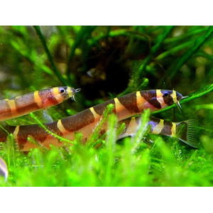 Акантофтальмус Кюля (Pangio kuhlii) — пресноводная лучепёрая рыбка из семейства Вьюновые. Назван в честь немецкого зоолога Генриха Куля, который первым описал вид.