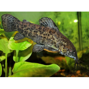 ТОРАКАТУМ ЧЕРНЫЙ 3см (таракатум) - Megalechis thoracata