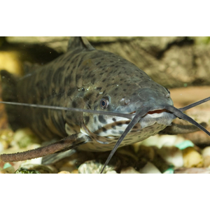 ТОРАКАТУМ ЧЕРНЫЙ 3см (таракатум) - Megalechis thoracata