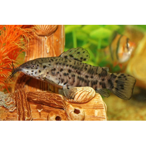 ТОРАКАТУМ ЧЕРНЫЙ 3см (таракатум) - Megalechis thoracata