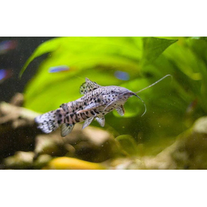 ТОРАКАТУМ ЧЕРНЫЙ 3см (таракатум) - Megalechis thoracata