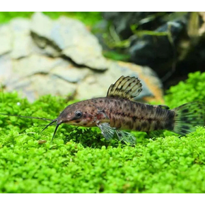 ТОРАКАТУМ ЧЕРНЫЙ 3см (таракатум) - Megalechis thoracata