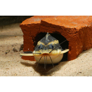 Platydoras armatulus — полосатый платидорас, вид сомов из семейства Броняковых (Doradidae). Также известен как полосатый сом Рафаэля, колючий сом, шоколадный сом, полосатый говорящий сом.