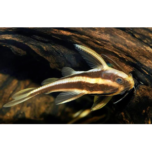 Platydoras armatulus — полосатый платидорас, вид сомов из семейства Броняковых (Doradidae). Также известен как полосатый сом Рафаэля, колючий сом, шоколадный сом, полосатый говорящий сом.