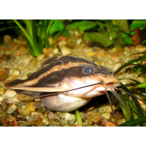 Platydoras armatulus — полосатый платидорас, вид сомов из семейства Броняковых (Doradidae). Также известен как полосатый сом Рафаэля, колючий сом, шоколадный сом, полосатый говорящий сом.