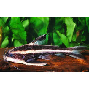 Platydoras armatulus — полосатый платидорас, вид сомов из семейства Броняковых (Doradidae). Также известен как полосатый сом Рафаэля, колючий сом, шоколадный сом, полосатый говорящий сом.