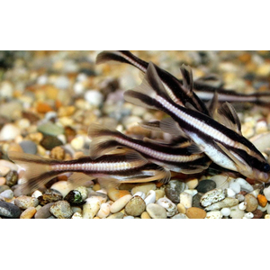 Platydoras armatulus — полосатый платидорас, вид сомов из семейства Броняковых (Doradidae). Также известен как полосатый сом Рафаэля, колючий сом, шоколадный сом, полосатый говорящий сом.