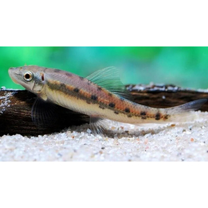 Гиринохейлус (Gyrinocheilus aymonieri) — пресноводная рыба из семейства карповых, известная способностью поедать водоросли.