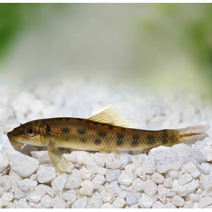 Гиринохейлус (Gyrinocheilus aymonieri) — пресноводная рыба из семейства карповых, известная способностью поедать водоросли.