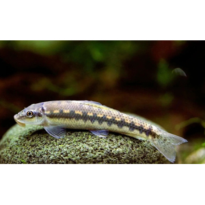 Гиринохейлус (Gyrinocheilus aymonieri) — пресноводная рыба из семейства карповых, известная способностью поедать водоросли.