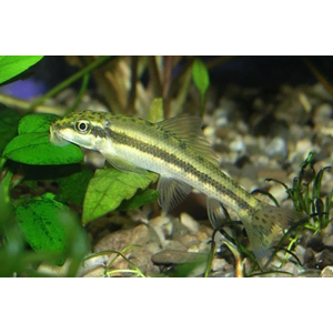 Гиринохейлус (Gyrinocheilus aymonieri) — пресноводная рыба из семейства карповых, известная способностью поедать водоросли.