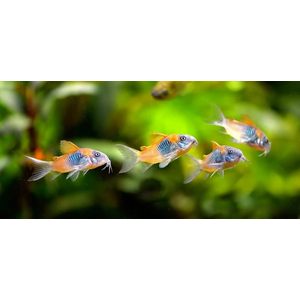 Corydoras venezuelanus — название аквариумной рыбки из семейства панцирных сомов. Существует две цветовых вариации этого вида — «оранж» и «блек»: