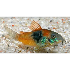 Corydoras venezuelanus — название аквариумной рыбки из семейства панцирных сомов. Существует две цветовых вариации этого вида — «оранж» и «блек»: