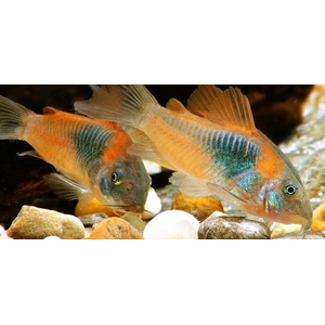 Corydoras venezuelanus — название аквариумной рыбки из семейства панцирных сомов. Существует две цветовых вариации этого вида — «оранж» и «блек»: